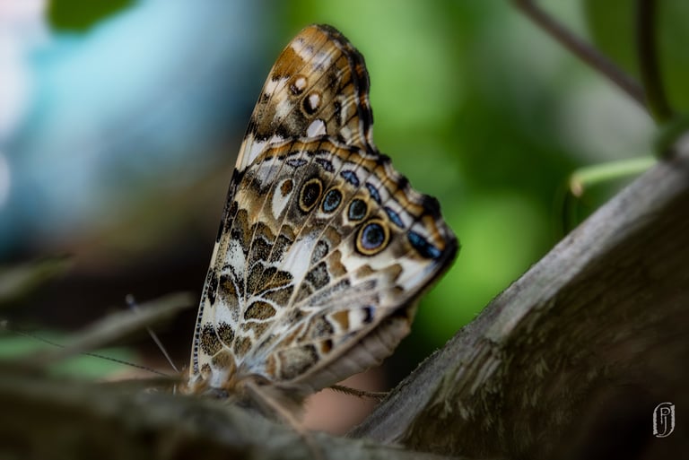 Photo of moth closeup