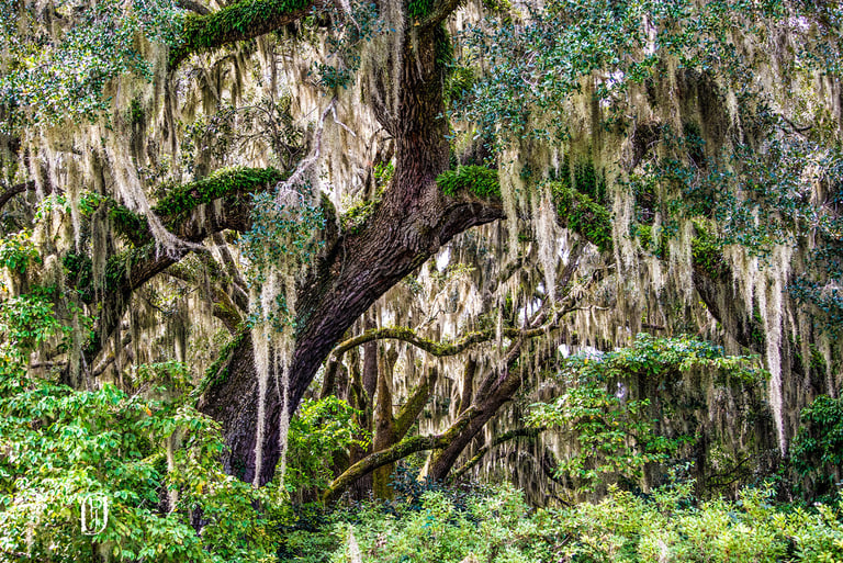 Photo of a tree covered with Spanish moss
