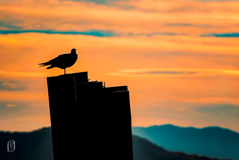 Photo of silhouetted bird on post with orange sunrise