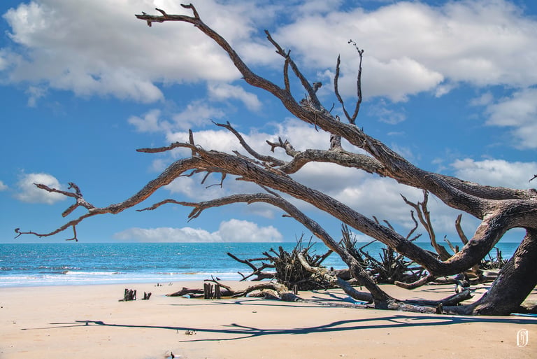 Photo of fallen tree on beach