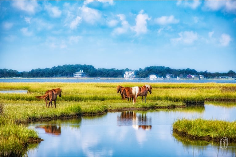 Photo of wild ponies in a marshy area