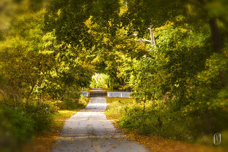 Photo of road leading down into the trees