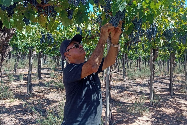 old man cutting some grapes in a vineyard