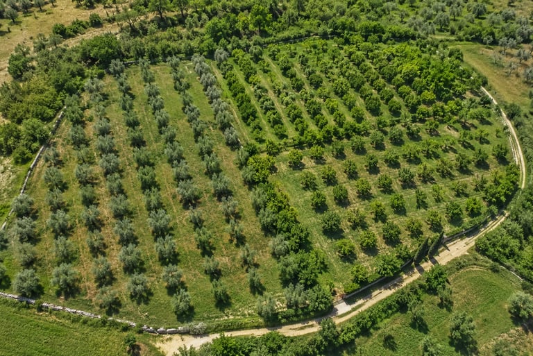 Toscana – Terreno agricolo uliveto in vendita - terraexpert
