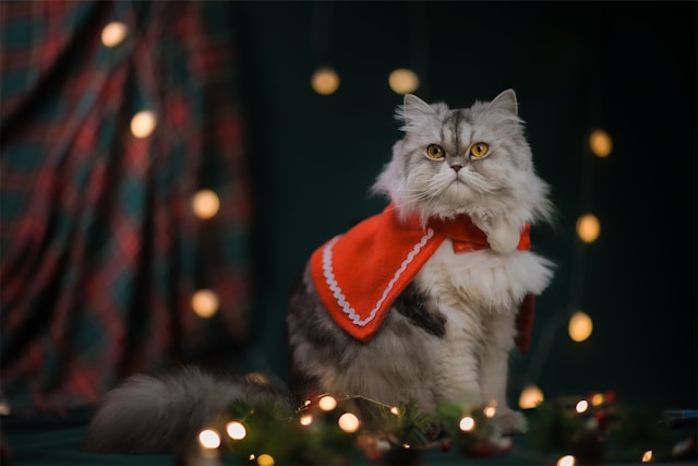 Un gato persa gris y esponjoso, con una capa roja navideña, está sentado entre luces festivas