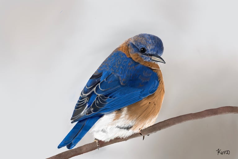 Eastern Bluebird 
