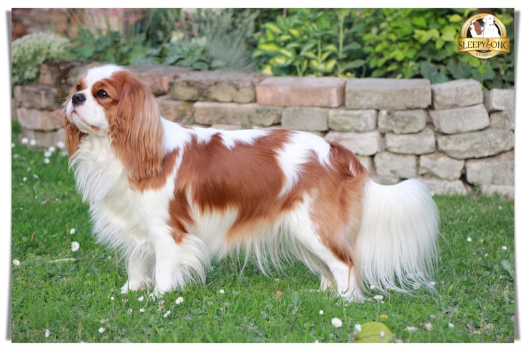 MISTY beautiful female Cavalier in Sleepysong Kennel. Winner of Cavalier King Charles Spaniel in Serbia.