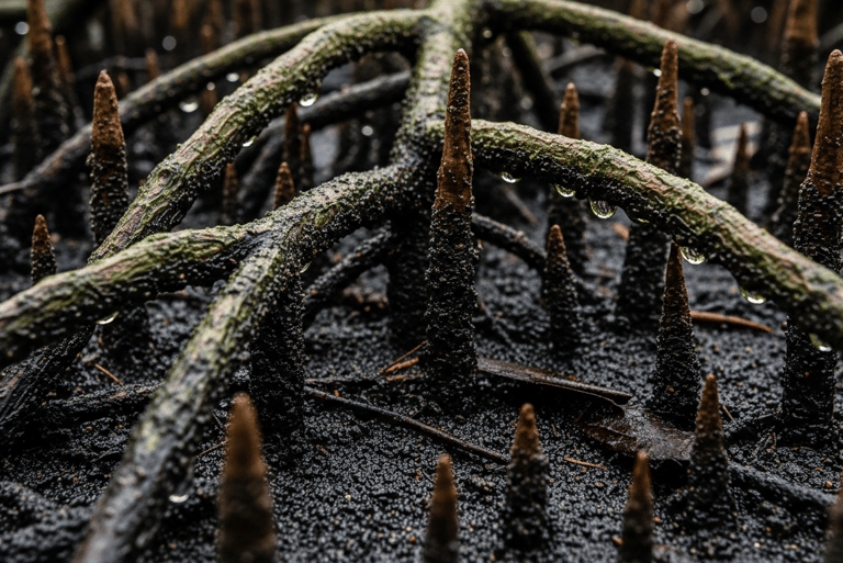 Close up of rich marine soil/mangrove roots