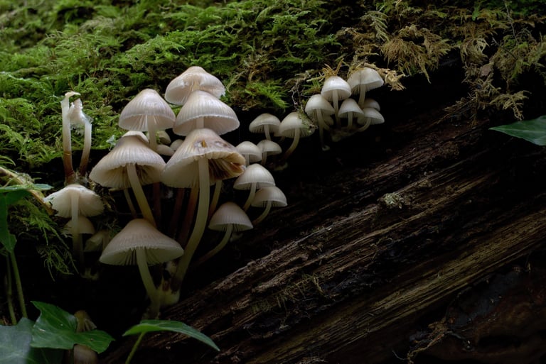 "On the Border" - Weston Big Wood, Portishead, England
