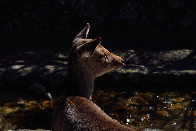 "Doe a Deer" - Sika deer in Miyajima, Japan