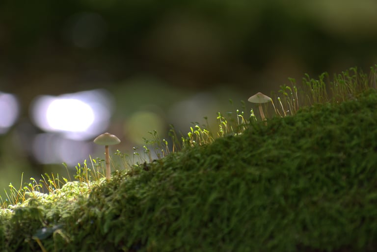 "Macro World" - Possibly Mycena Inclinata. Weston Big Wood, Portishead, England