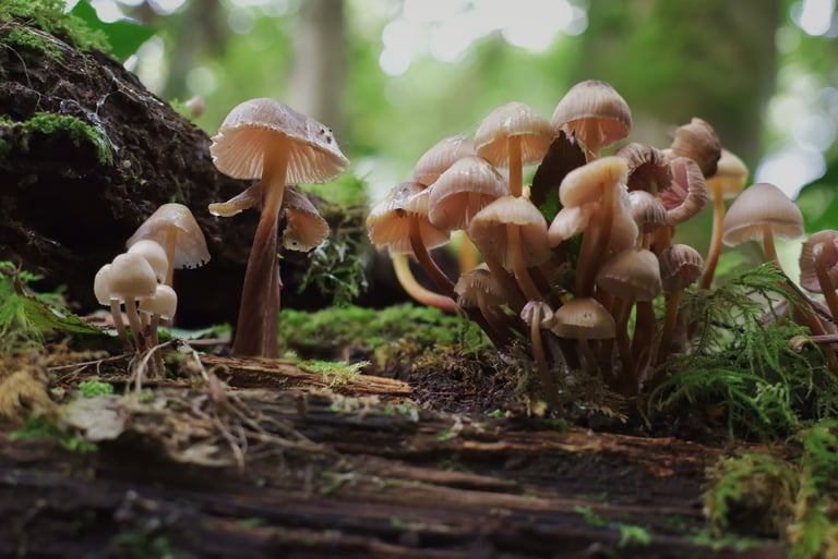 "Twist & Shout" - Weston Big Wood, Portishead, England