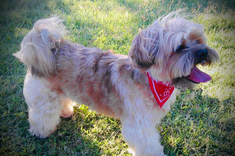 WinDog - Comportementaliste canin à Bapaume