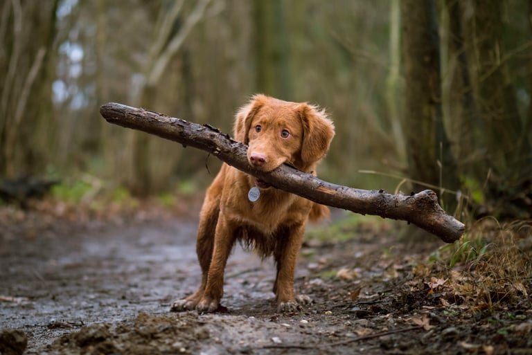 Un jeune chien de chasse roux dans la forêt ayant dans la gueule une grosse branche