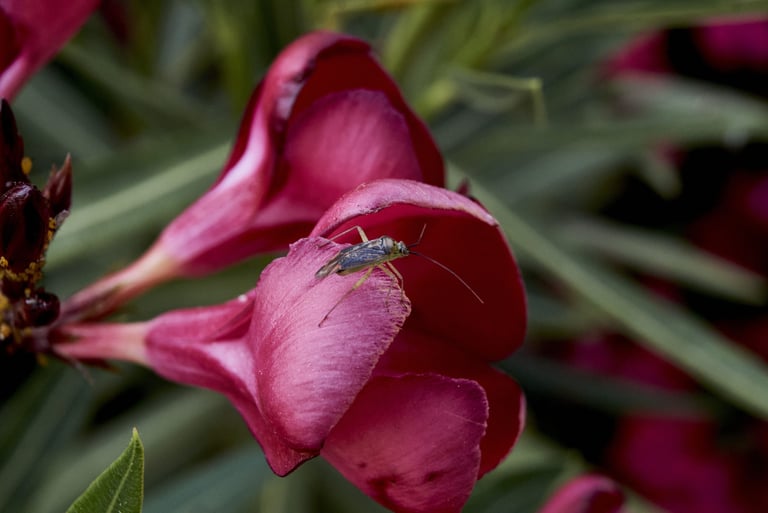 Pequeño insecto en una flor de adelfa