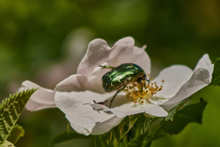 Escarabajo verde metálico en una flor blanca