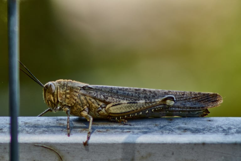 Saltamontes descansando en una barra metálica