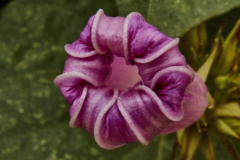 Flor de campanilla a punto de abrirse