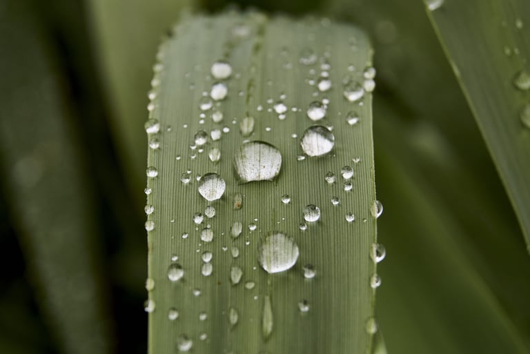 Gotas de rocío en una hoja