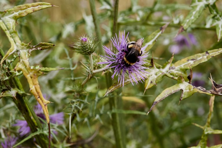 Abejorro en un cardo morado