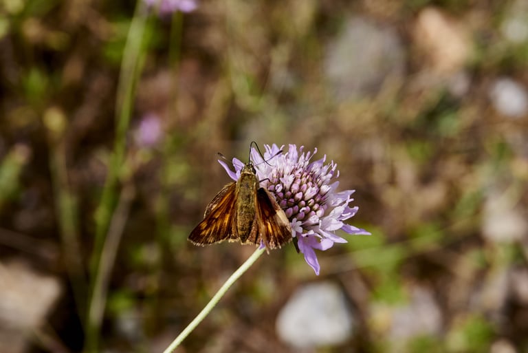 Mariposa en una flor silvestre