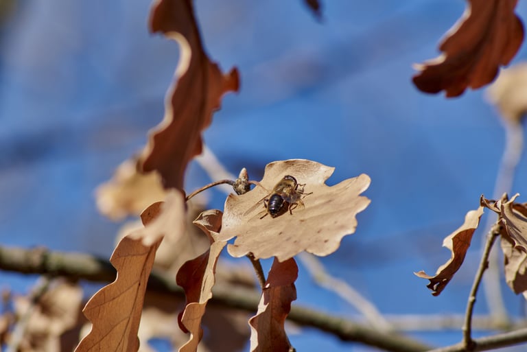 Pequeña abeja descansando en una hoja de roble.