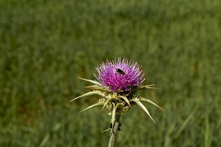 Abeja polinizando flor de cardo morado.