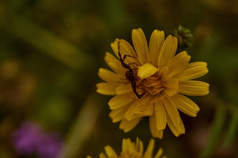 Araña cangrejo posada en una flor amarilla.