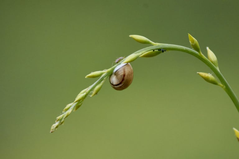 Caracol en el extremo de una brizna de hierba