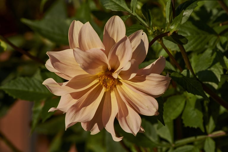 Fotografía de una dalia de color melocotón