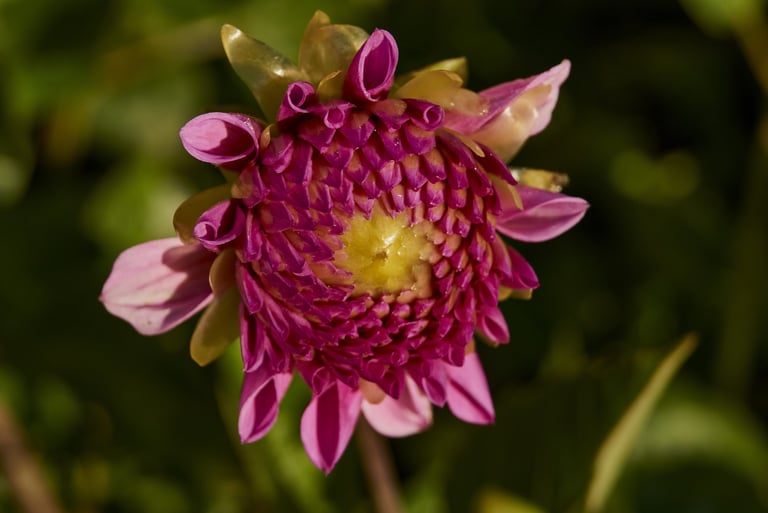 Dalia magenta a punto de florecer