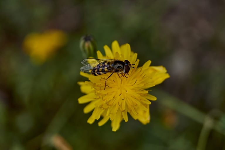Pequeña abeja posada en un diente de león.