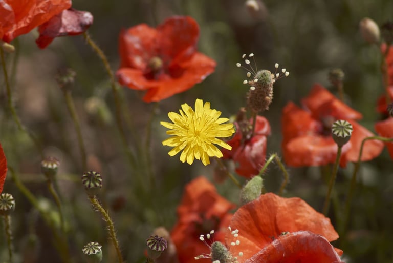 Fotografía de flor amarilla entre amapolas rojas