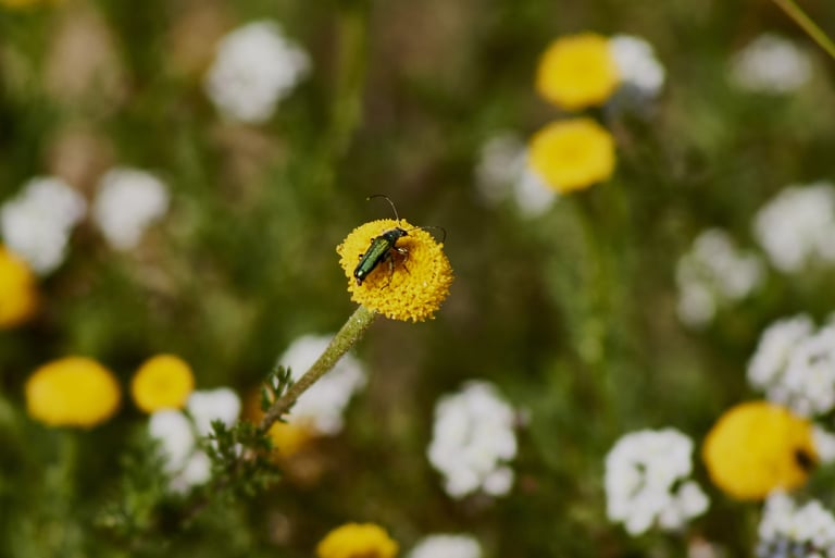Escarabajo verde metálico en una flor amarilla