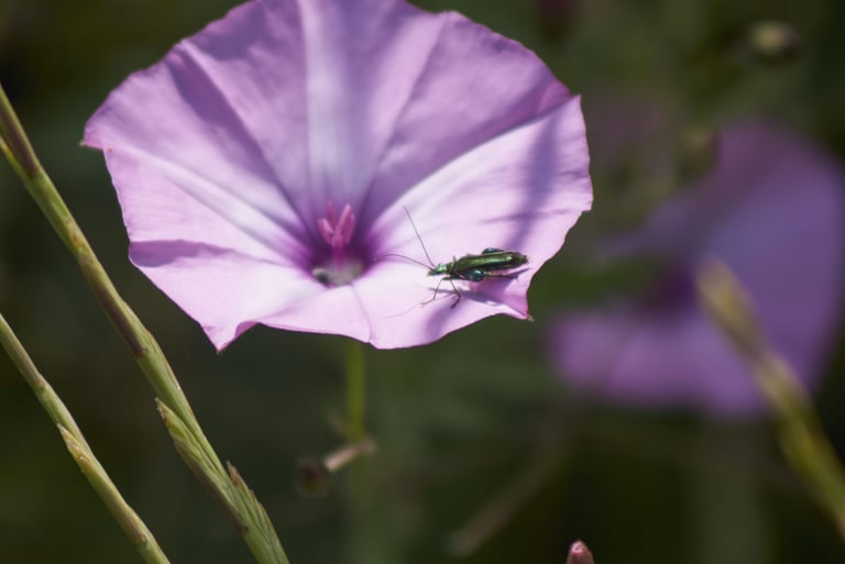 Fotografía macro de escarabajo verde metálico sobre flor de correhuela