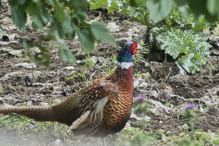Faisán común macho en medio del bosque