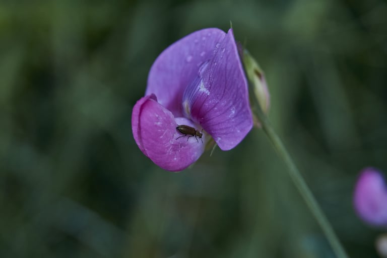 Flor silvestre morada con un escarabajo