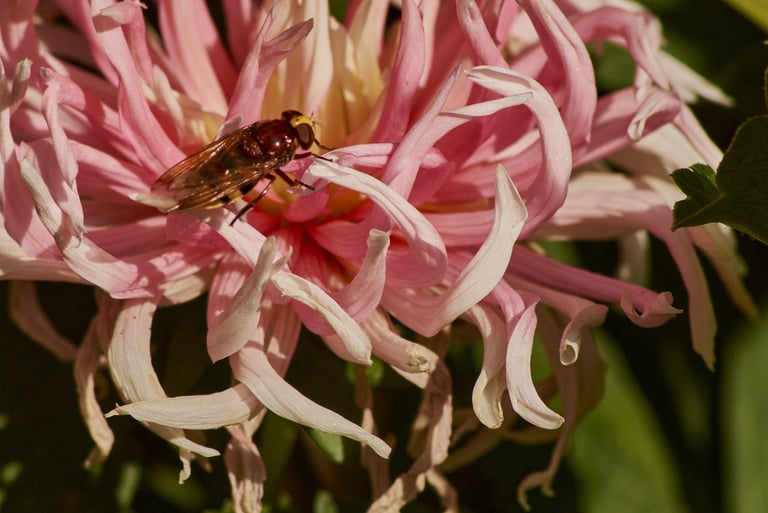 Un crisantemo de color rosa con una mosca