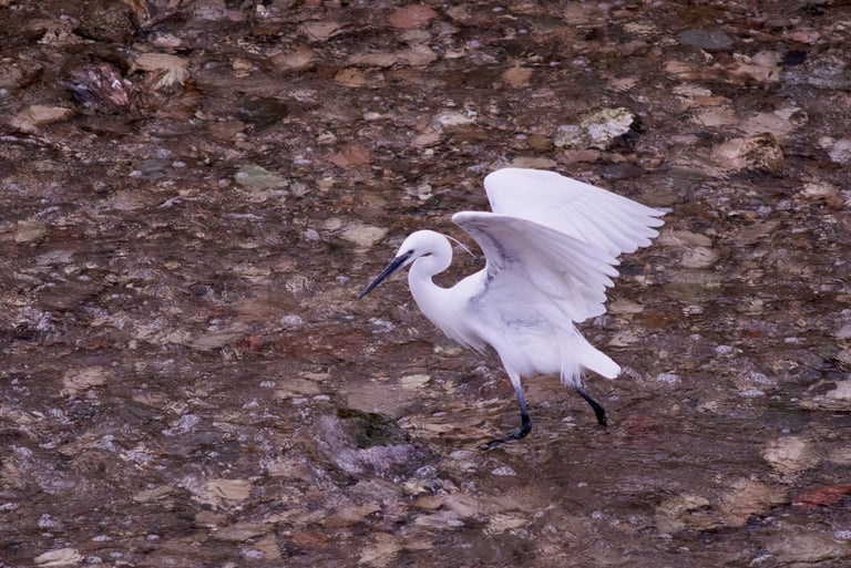 Imagen de una garza común cazando en el río.