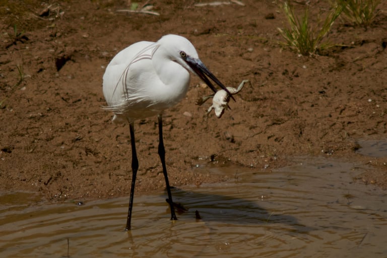 Una garza común en el momento que acaba de cazar una rana.