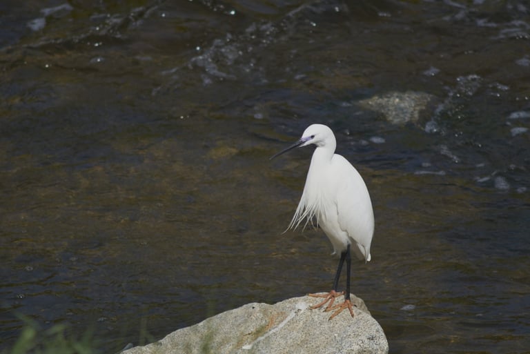 Una garza común posada en una roca del río.