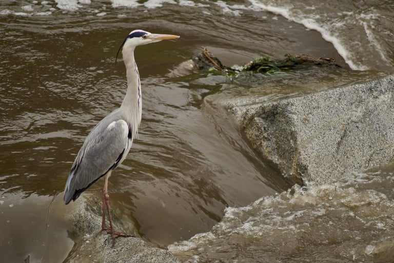 Una garza real buscando presas en el río.