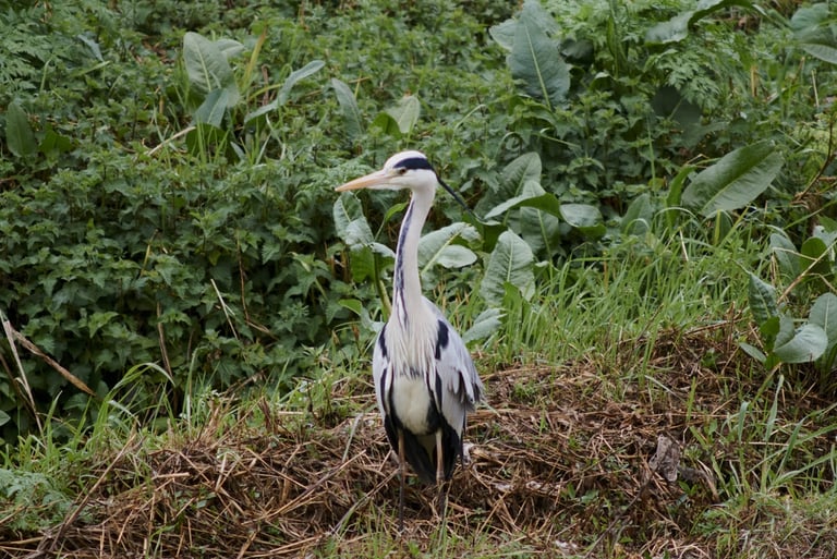 Una garza real en la orilla de un río.