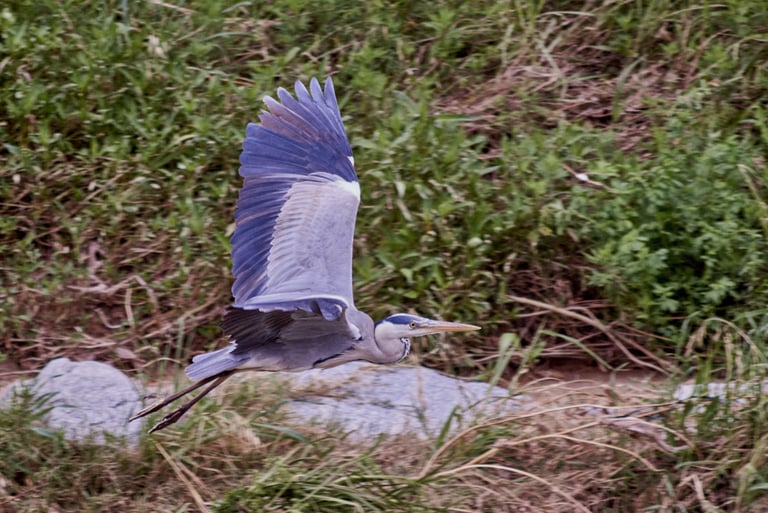 Imagen de garza real en pleno vuelo