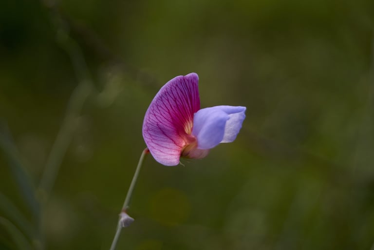 Pequeña flor silvestre de color morado.