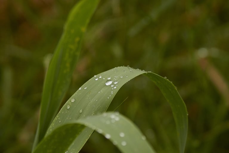 Un primer plano de unas hojas verdes de caña con gotas de agua de rocío.
