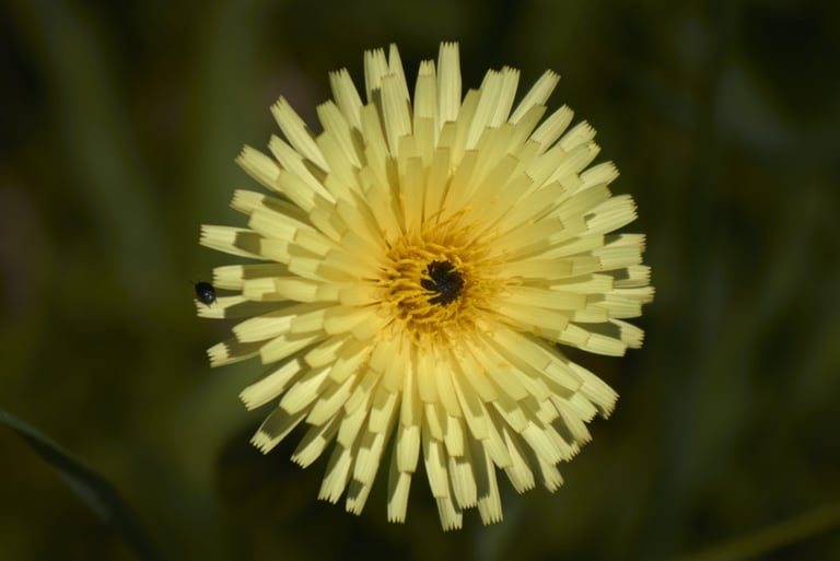 Imagen de una flor amarilla, conocida como lechuguilla.