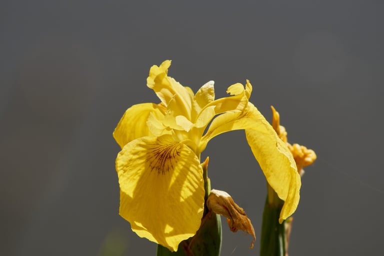 Fotografía de un lirio de un intenso color amarillo