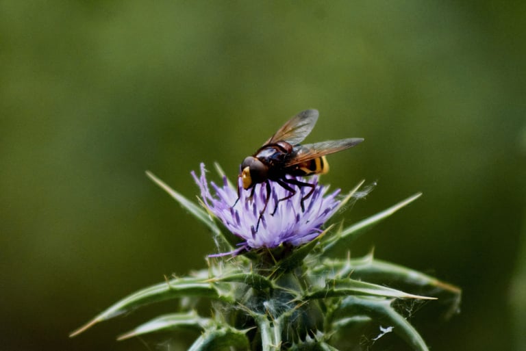 Fotografía de mosca cernícalo en flor de cardo morado