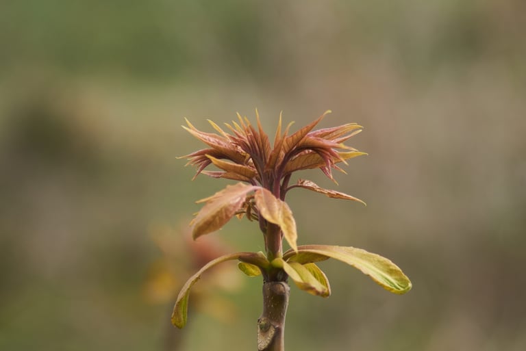 Brote naciente en una planta, en primavera.